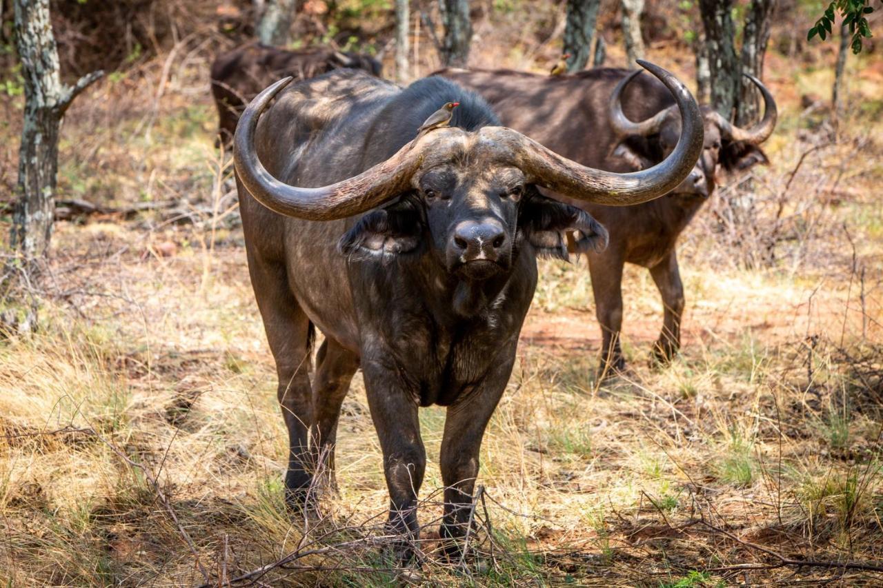 Nungu Game Lodge Lephalale Eksteriør bilde