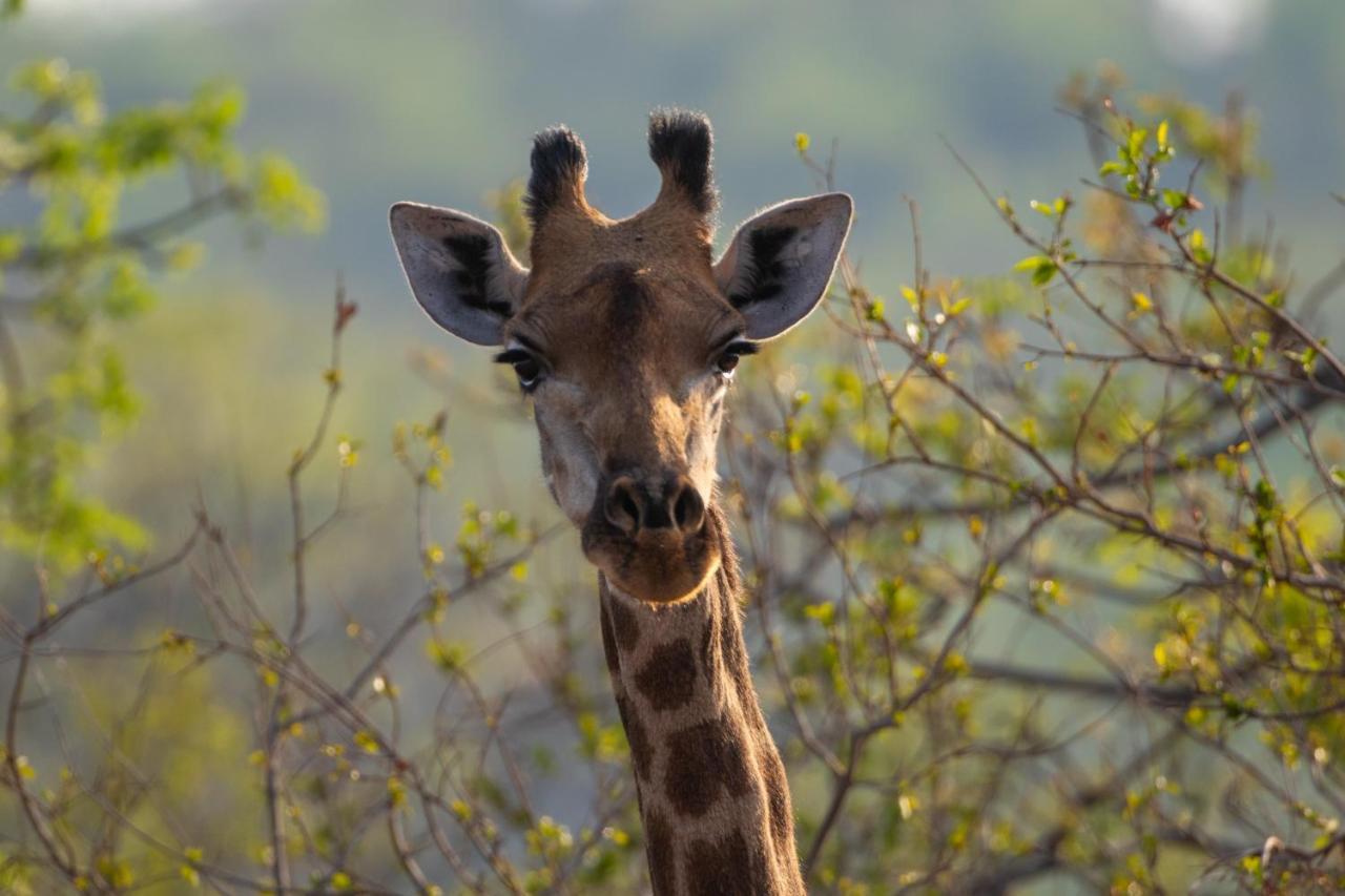 Nungu Game Lodge Lephalale Eksteriør bilde